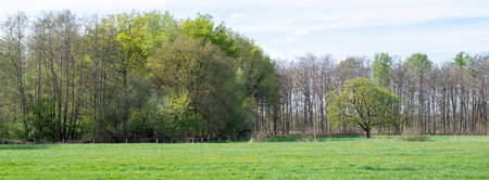 Panoramic view of a green meadow and trees in springの写真素材