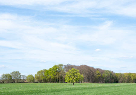 Green meadow with trees and blue sky with white clouds in springの写真素材
