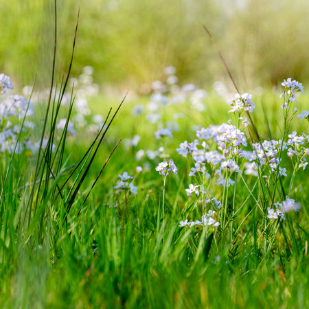 Spring meadow with forget-me-not flowers, shallow depth of fieldの写真素材