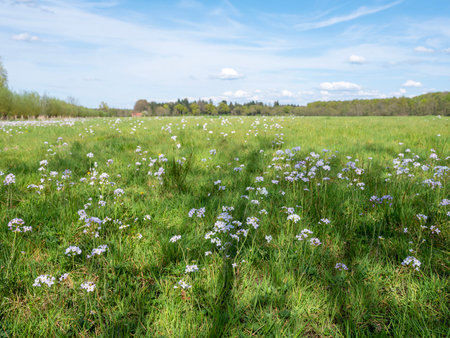 spring in the netherlands shows flowers in green grassy meadowの写真素材
