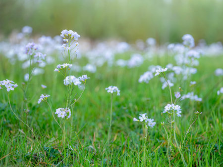 spring in the netherlands shows flowers in green grassy meadowの写真素材