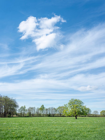 Spring landscape with green meadow, trees and blue sky with cloudsの写真素材