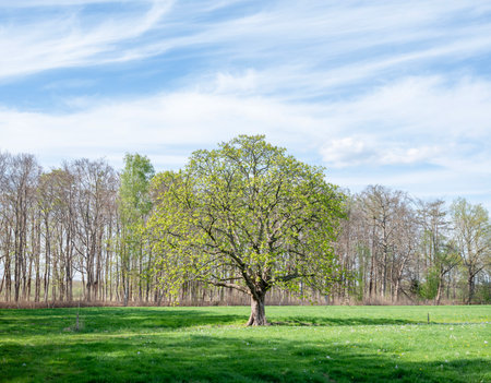 Spring landscape with a big tree on the meadow and blue skyの写真素材
