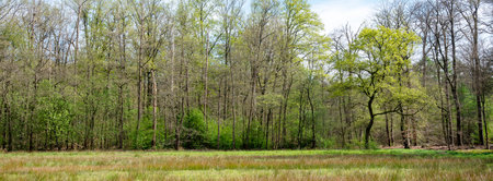 Panoramic view of a meadow in the spring forest.の写真素材
