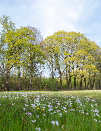 Spring landscape with blooming meadow and trees in the background.の写真素材