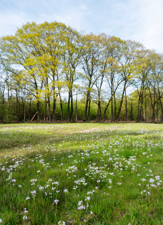 Spring meadow with white flowers and green trees in the background.の写真素材