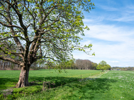 forest shows early spring colors near meadow with chestnut tree in the netherlands under blue skyの写真素材