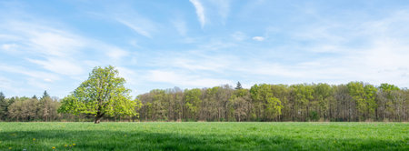 Panoramic view of a green meadow with trees and blue skyの写真素材