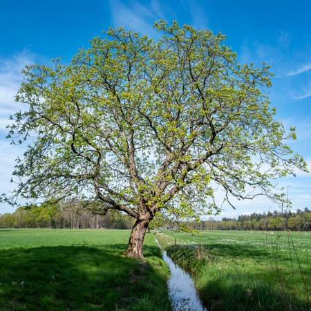 forest shows early spring colors near meadow with chestnut tree in the netherlands under blue sky near utrecht in hollandの写真素材