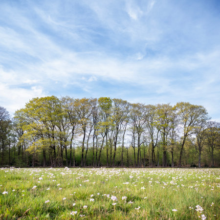 Spring landscape with blooming meadow, trees and blue sky.の写真素材