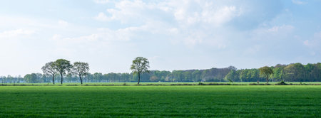 green grassy meadows and trees in spring time on utrechtse heuvelrug near doornの写真素材