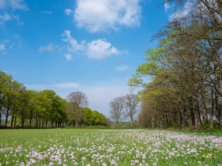 meadow with flowers near oak trees in spring under blue sky near Utrecht in the Netherlands on Utrechtse Heuvelrugの写真素材