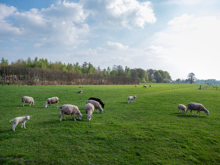 lambs and sheep in green grassy spring meadow on utrechtse heuvelrug near doorn in holland under blue skyの写真素材