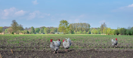 black and white chickens in spring free roaming in field near doorn in holland on utrechtse hillrug under blue skyの写真素材