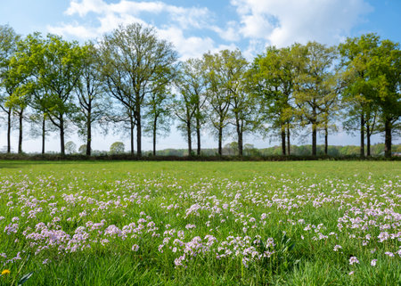 meadow with flowers near oak trees in spring under blue sky near Utrecht in the Netherlands on Utrechtse Heuvelrugの写真素材