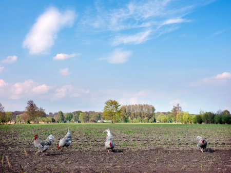 black and white chickens in spring free roaming in field near doorn in holland on utrechtse hillrug under blue skyの写真素材