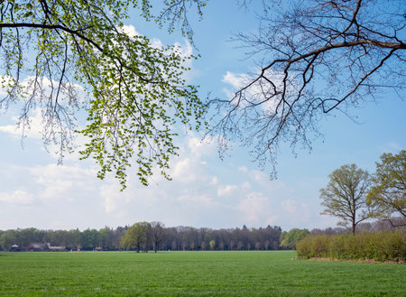 green grassy meadows with trees in spring time on utrechtse heuvelrug near doornの写真素材