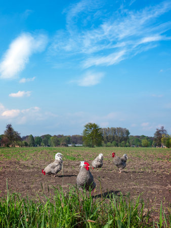 black and white chickens in spring free roaming in field near doorn in holland on utrechtse hillrug under blue skyの写真素材