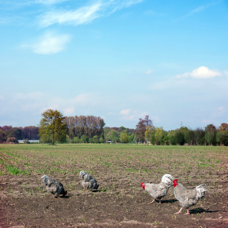 black and white chickens in spring free roaming in field near doorn in holland on utrechtse hillrug under blue skyの写真素材