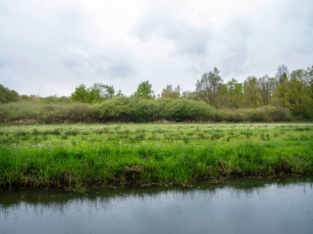 it rains on canal and meadow with trees and flowers in the netherlands near utrecht in springの写真素材
