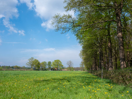 green grassy meadows with spring flowers, farm and trees in spring time on Utrechtse Heuvelrug near Doornの写真素材
