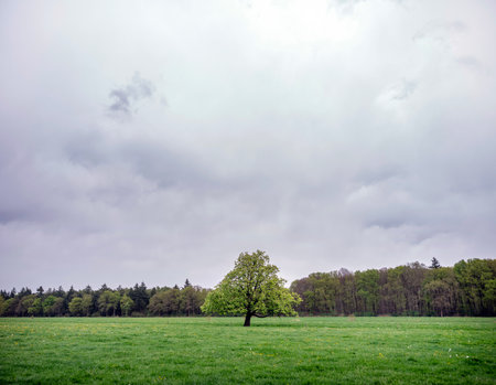 spring meadow with flowers and forest in the background near utrechtの写真素材