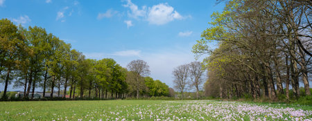 meadow with flowers near oak trees in spring under blue sky near Utrecht in the Netherlands on Utrechtse Heuvelrugの写真素材