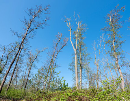 trees and blossoms in alder forest in dutch province of utrecht under blue sky in springの写真素材