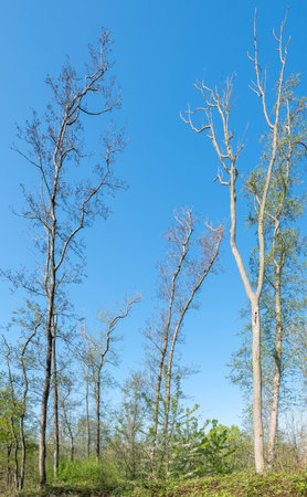 trees in alder forest in dutch province of utrecht under blue skyの写真素材