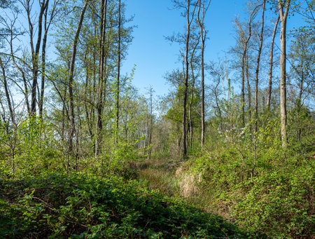 trees and blossoms in alder forest in dutch province of utrecht in holland under blue sky in springの写真素材