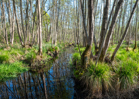 trees and ditch in alder forest in dutch province of utrecht in holland under blue sky in springの写真素材