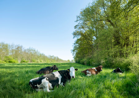 grassy spring meadow in Kromme Rijnstreek near Utrecht with spotted cows near forest in center of the Netherlands under blue skyの写真素材