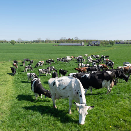 spotted cows in green grassy fields and farm seen from river dike near utrecht in the center of the netherlands on sunny day in springの写真素材
