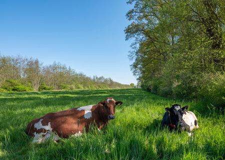grassy spring meadow in Kromme Rijnstreek near Utrecht with spotted cows near forest in center of the Netherlands under blue skyの写真素材