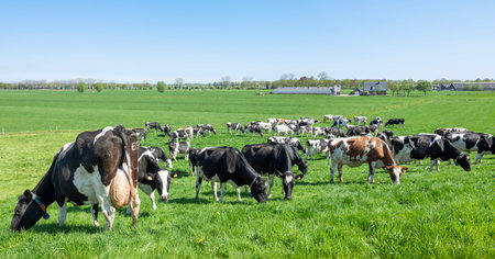 spotted cows in green grassy fields and farm seen from river dike near utrecht in the center of the netherlands on sunny day in springの写真素材