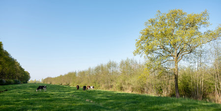 grassy spring meadow in Kromme Rijnstreek near Utrecht with spotted cows near forest in center of the Netherlands under blue skyの写真素材