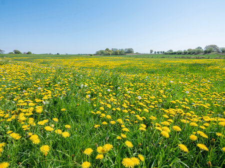 green grassy meadows and yellow buttercups in meadows of lunenburgerwaard in the floodplanes of river rhine near utrecht in the netherlandsの写真素材