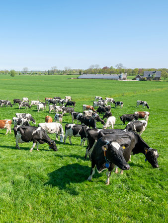 spotted cows in green grassy fields and farm seen from river dike near utrecht in the center of the netherlands on sunny day in springの写真素材