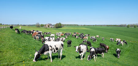 spotted cows in green grassy fields and farm seen from river dike near utrecht in the center of the netherlands on sunny day in springの写真素材