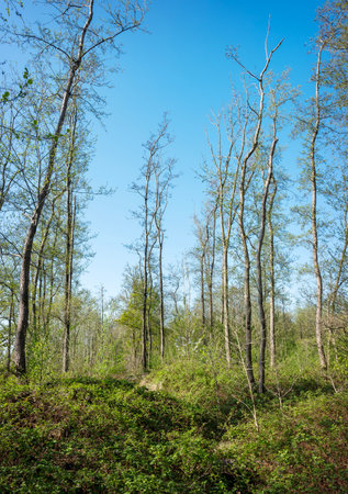 trees in forest under blue sky in springの写真素材