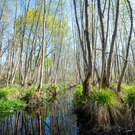 trees and ditch in alder forest in dutch province of utrecht in holland under blue sky in springの写真素材