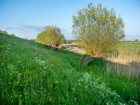 grassy dike with willows and spring flowers in the netherlands under blue sky in warm evening sunlightの写真素材