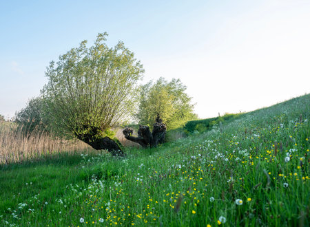 grassy dike with willows and spring flowers in the netherlands under blue sky in warm evening sunlightの写真素材
