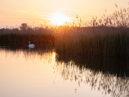 one white swan in small lake of nature park during sunset in the netherlandsの写真素材