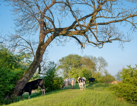 grassy dike with young cows in floodplanes of river rhine in Holland in springの写真素材