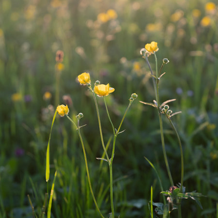 backlit buttercup flowers in green grassy meadow at sunset in the netherlandsの写真素材