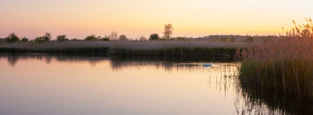 one white swan near backlit in small lake of nature park during sunset in the netherlandsの写真素材