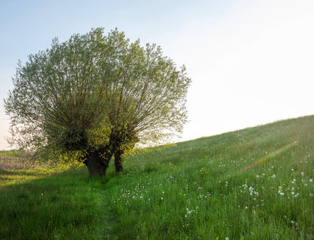 grassy dike with willows and spring flowers in the netherlands under blue sky in warm evening sunlightの写真素材