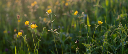 backlit buttercup flowers in green grassy meadow at sunset in the netherlandsの写真素材