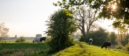 grassy dike with young cows in floodplanes in Holland in springの写真素材
